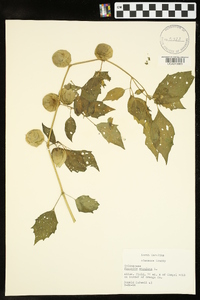 Physalis angulata image