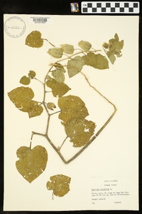 Physalis pubescens image