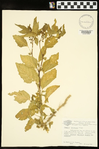 Physalis virginiana image