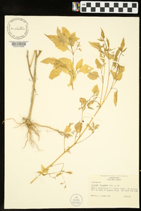 Solanum ptychanthum image