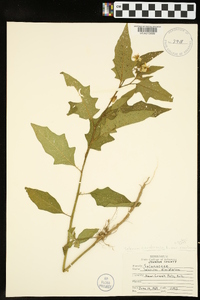 Solanum carolinense var. carolinense image