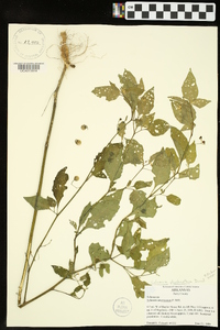 Solanum ptychanthum image