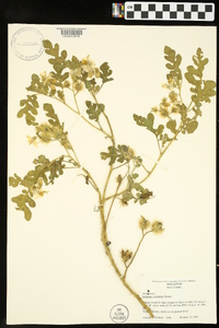 Solanum rostratum image