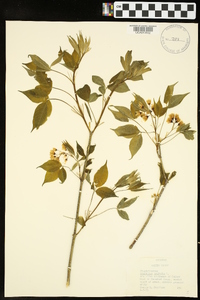 Staphylea trifolia image