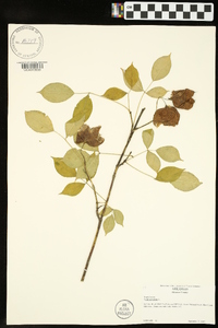 Staphylea trifolia image