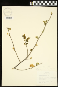 Halesia carolina image