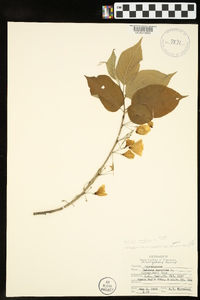 Halesia carolina image