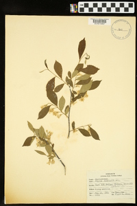 Styrax americanus image