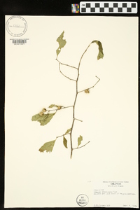 Styrax americanus image