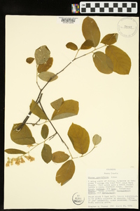 Styrax grandifolius image