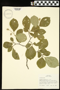 Styrax grandifolius image