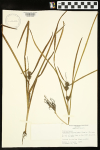 Sparganium androcladum image