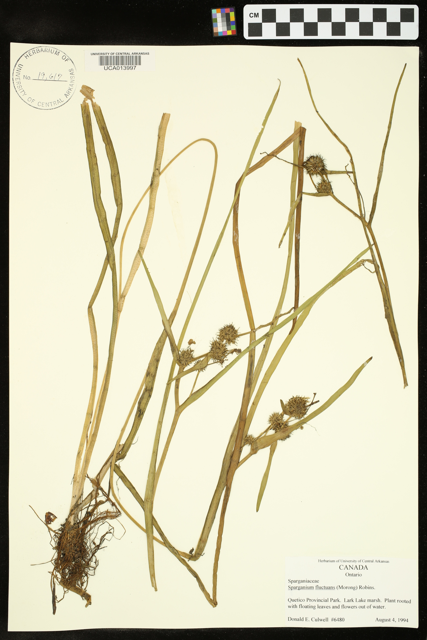 Sparganium fluctuans image