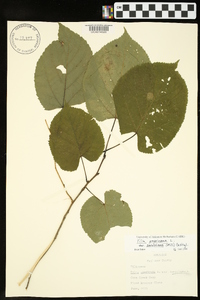 Tilia americana var. caroliniana image