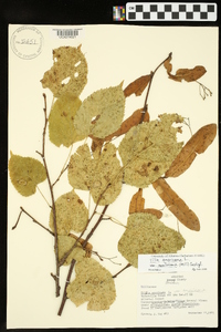 Tilia americana var. caroliniana image