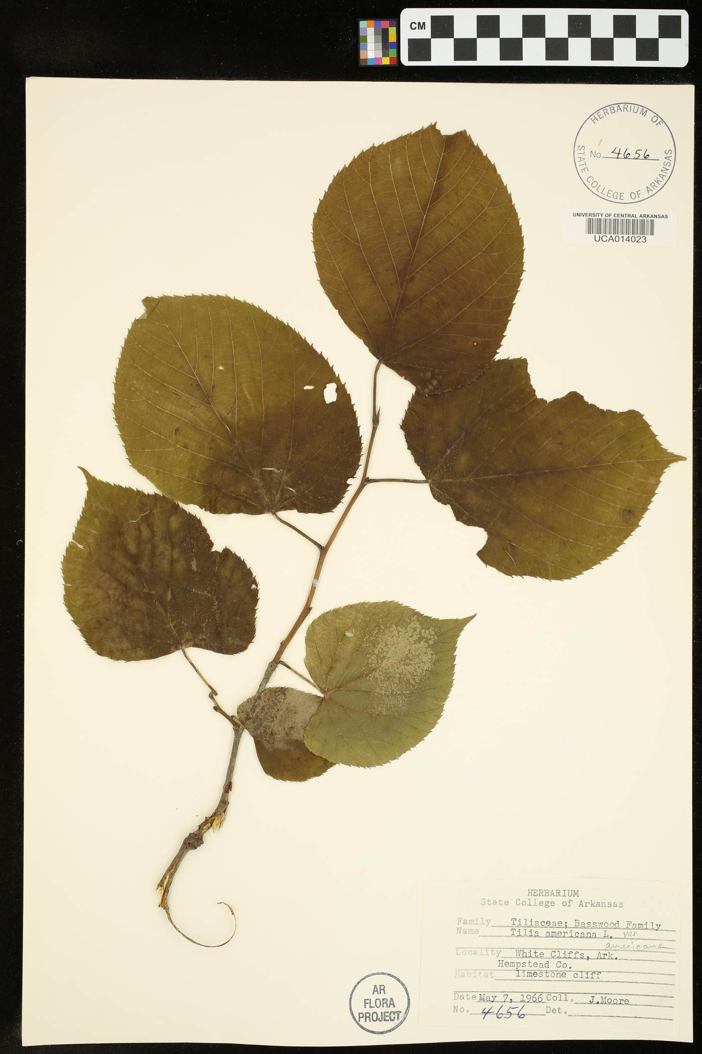 Tilia americana var. americana image