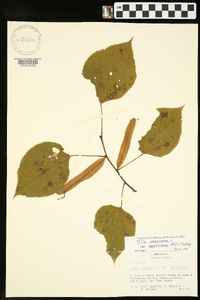 Tilia americana var. caroliniana image