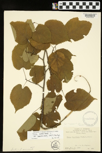 Tilia americana var. caroliniana image