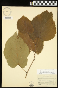 Tilia americana var. caroliniana image