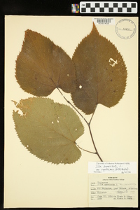 Tilia americana var. caroliniana image