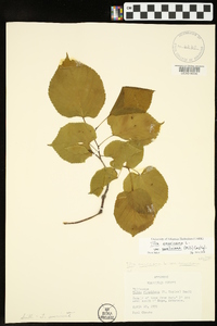 Tilia americana var. caroliniana image