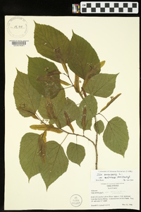 Tilia americana var. caroliniana image