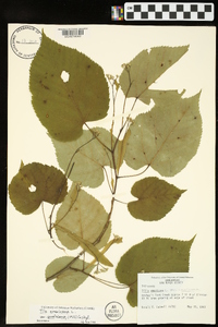 Tilia americana var. caroliniana image