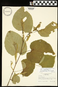 Tilia americana var. caroliniana image