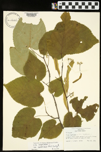 Tilia americana var. caroliniana image