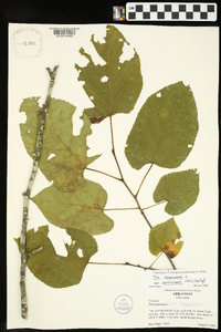 Tilia americana var. caroliniana image