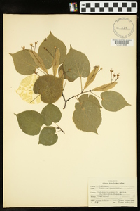 Tilia × europaea image