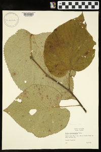 Tilia heterophylla image