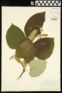 Tilia heterophylla image