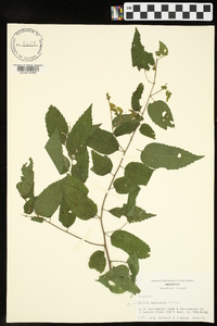 Celtis laevigata image