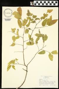 Celtis laevigata image