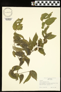 Celtis laevigata image