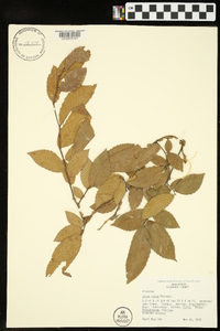 Ulmus alata image