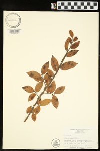 Ulmus alata image