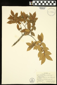 Ulmus alata image