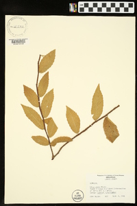 Ulmus alata image