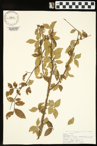 Ulmus alata image