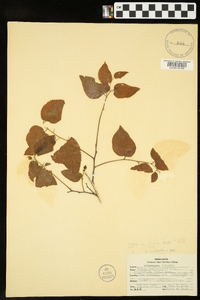 Celtis tenuifolia image