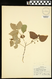 Celtis tenuifolia image