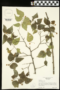 Celtis tenuifolia image