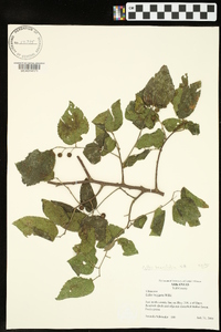 Celtis tenuifolia image