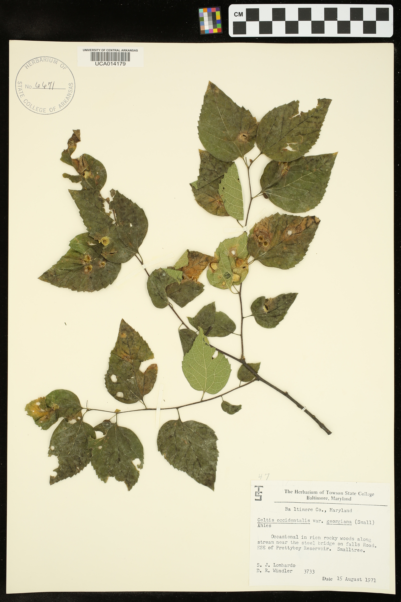 Celtis occidentalis var. georgiana image