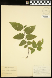 Celtis tenuifolia image