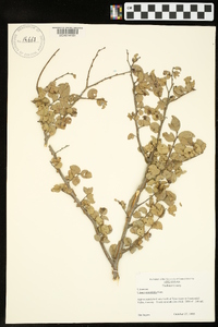 Ulmus crassifolia image