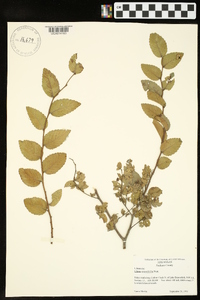 Ulmus crassifolia image