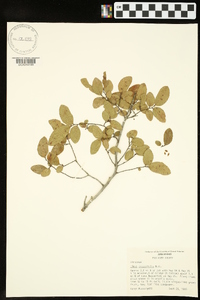 Ulmus crassifolia image